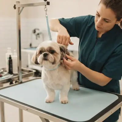 Shih Tzu Puppy Cut: Length, Style, Maintenance and Groomer Tips