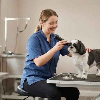 Shih Tzu Summer Cut
