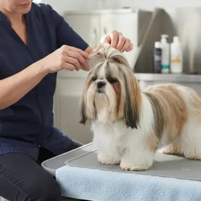 How to Make a Shih Tzu Top Knot
