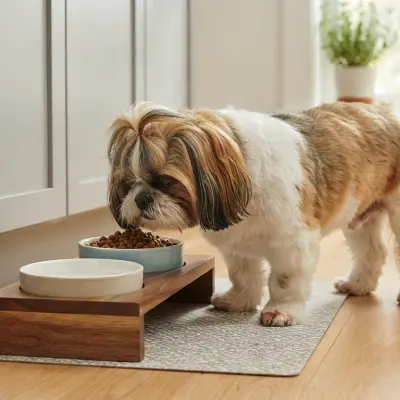 How Much Should a Shih Tzu Eat?