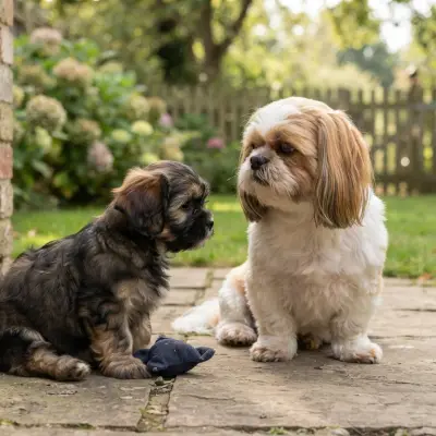 Do Shih Tzus Change Color?