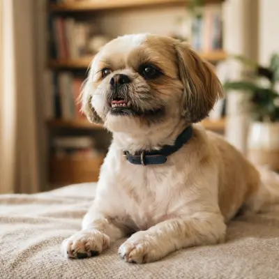 Shih Tzu Underbite: What Is Normal and When to Worry