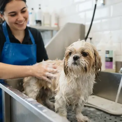 How Often Should You Bathe a Shih Tzu?