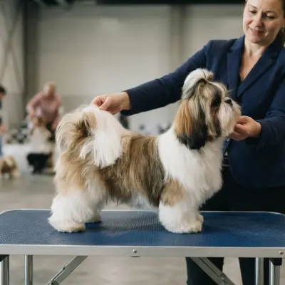 Shih Tzu Breed Standard Explained