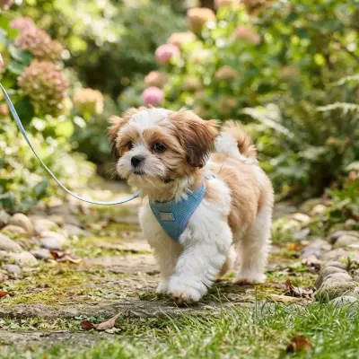Shih Tzu Puppy Development Month by Month: The First Year