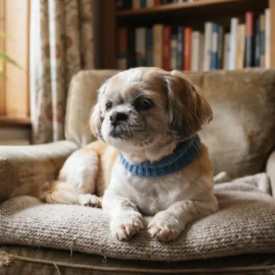 When Is a Shih Tzu Considered a Senior? Aging Signs and Care