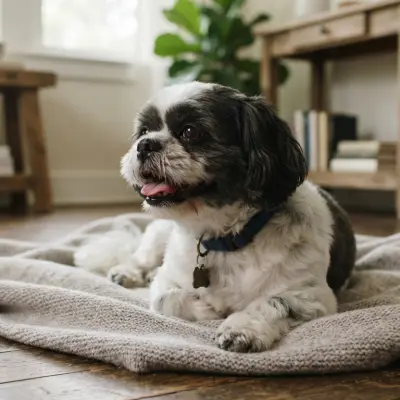 Why Is My Shih Tzu Panting?