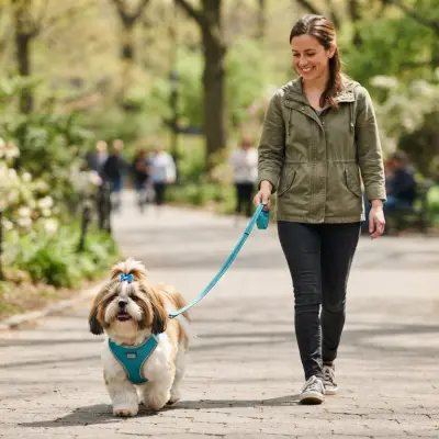 Shih Tzu Harnesses and Walking Gear