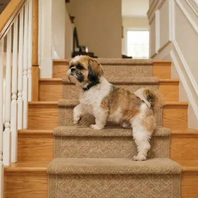 Can Shih Tzus Climb Stairs Safely?