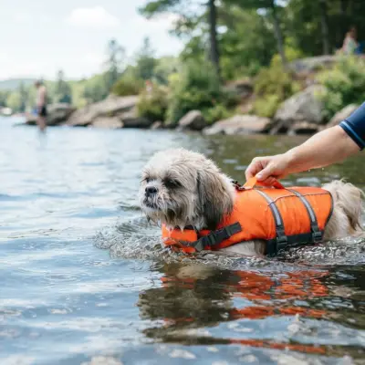Shih Tzu Water Safety