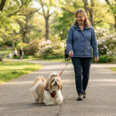 How Often Should You Walk a Shih Tzu?