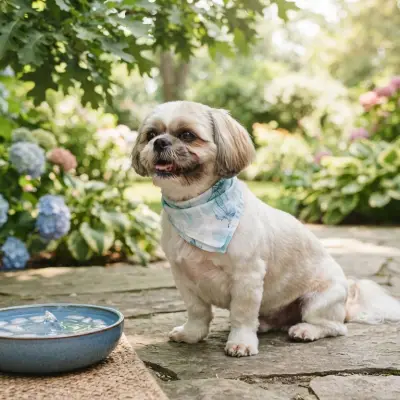 Shih Tzu Summer Care