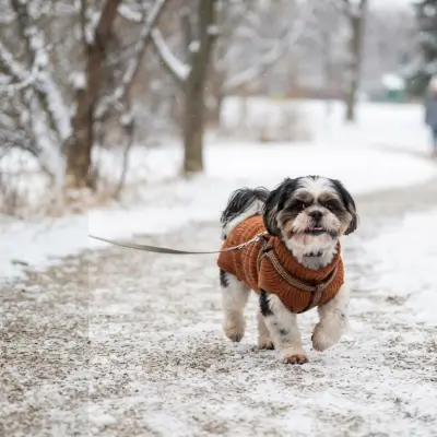 Shih Tzu Winter Walks