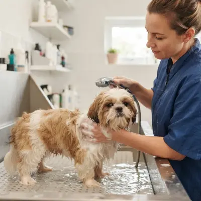 Best Shampoos for Shih Tzus