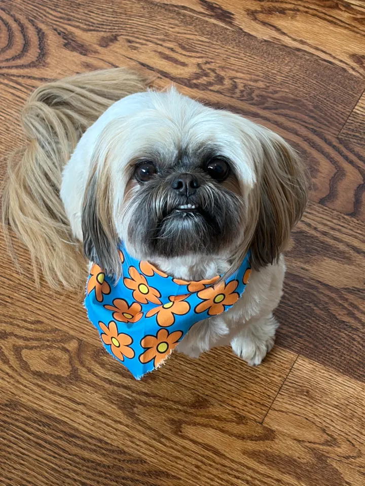 Tilly, Jennifer's Shih Tzu