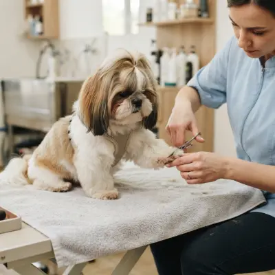 Shih Tzu Paw and Pad Care
