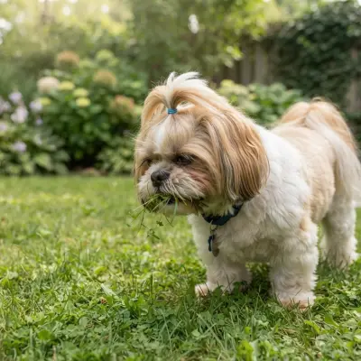 Why Does My Shih Tzu Eat Grass?