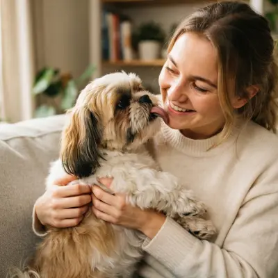 Why Does My Shih Tzu Lick Me?