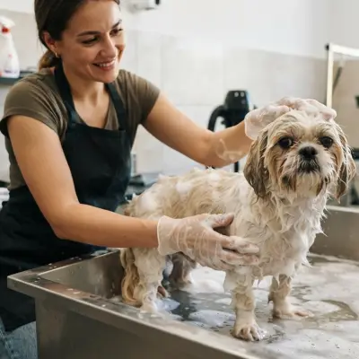 Why Does My Shih Tzu Smell?