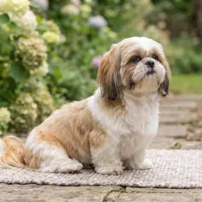 Shih Tzu Breed Overview