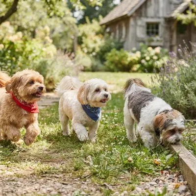 Shih Tzu Mixes Guide