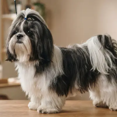 Shih Tzu Coat Types and Coat Changes